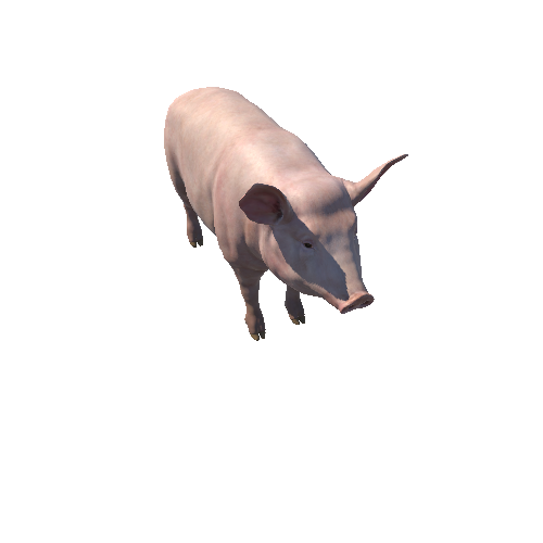 Pig_Female_LOD_c1