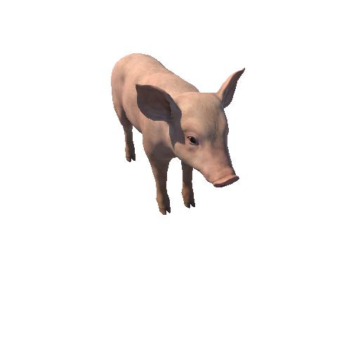 Piggy_IP_с1