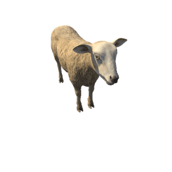 Sheep_HighPoly