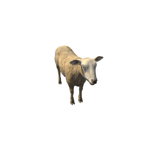 Sheep_HighPoly