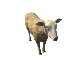 Sheep_IP