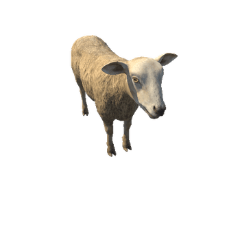 Sheep_LOD