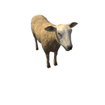 Sheep_LowPoly