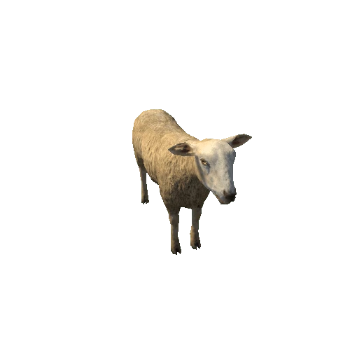 Sheep_LowPoly