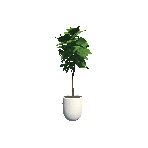 plant_5