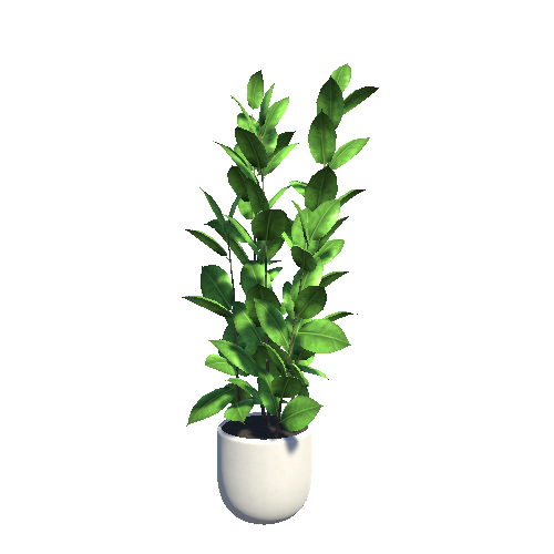 plant_6