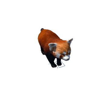 redpanda@lookleft Red Panda