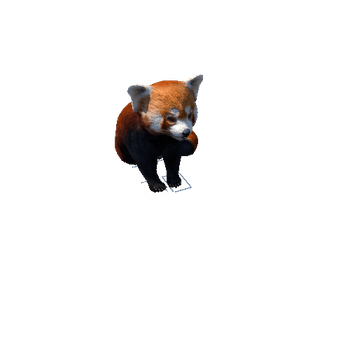 redpanda@seattoidle Red Panda