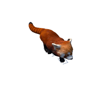 redpanda@sneakleft Red Panda