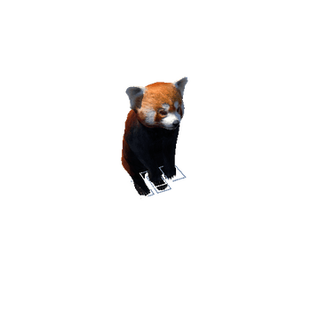 redpanda@standlookright Red Panda