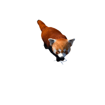 redpanda@trotright Red Panda