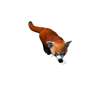 redpanda@walkright Red Panda