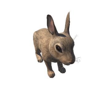 Bunny_HighPoly_c1