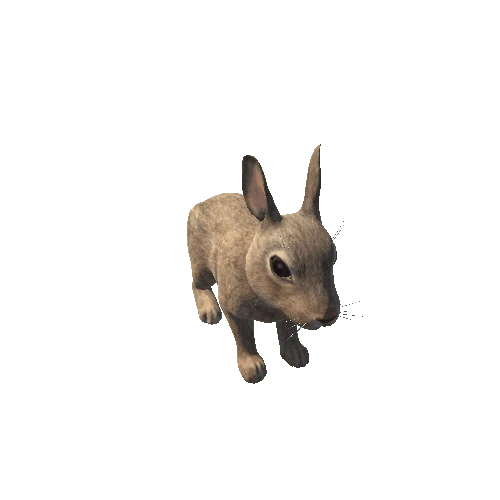 Bunny_HighPoly_c1