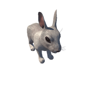 Bunny_LOD_c2
