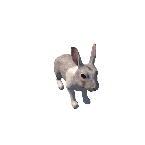 Rabbit_HighPoly_c1