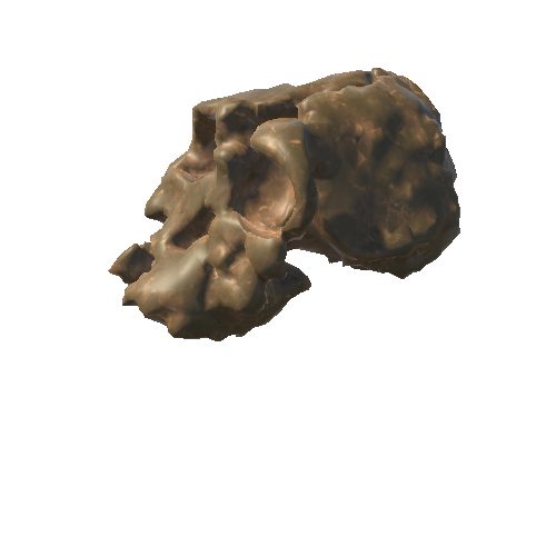 Kenyanthropus_Skull