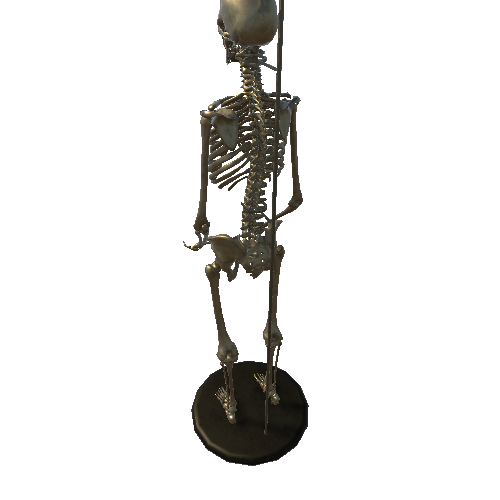 skeleton