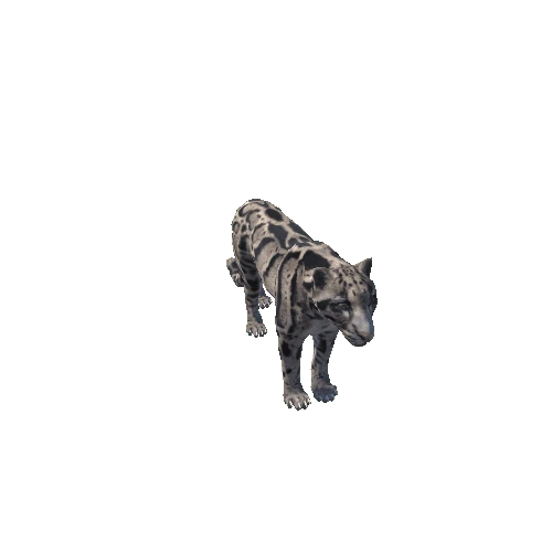 cloudedleopard