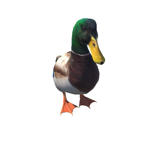 Mallard