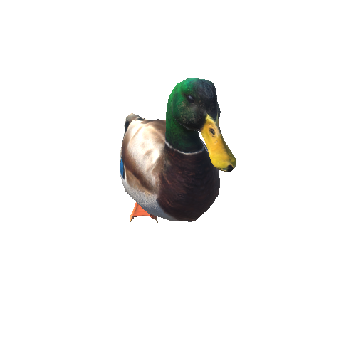 duck@laytoidle