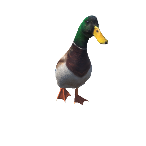 duck@runleft