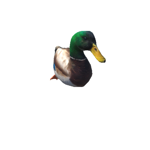 duck@swimleft Mallard Duck