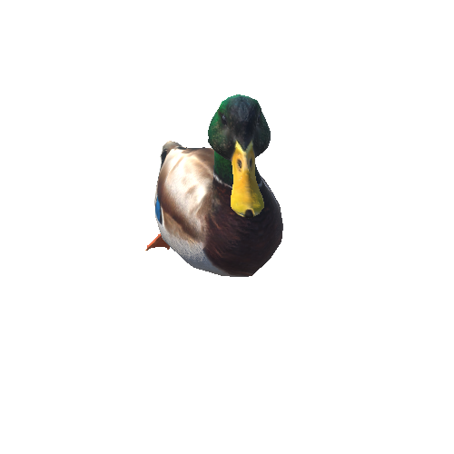 duck@swimright Mallard Duck