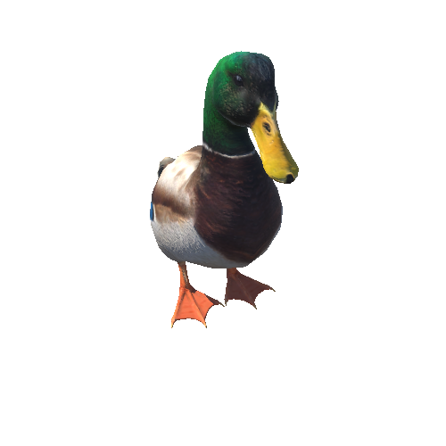 duck@turnright Mallard Duck