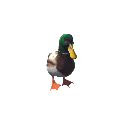 duck@turnright