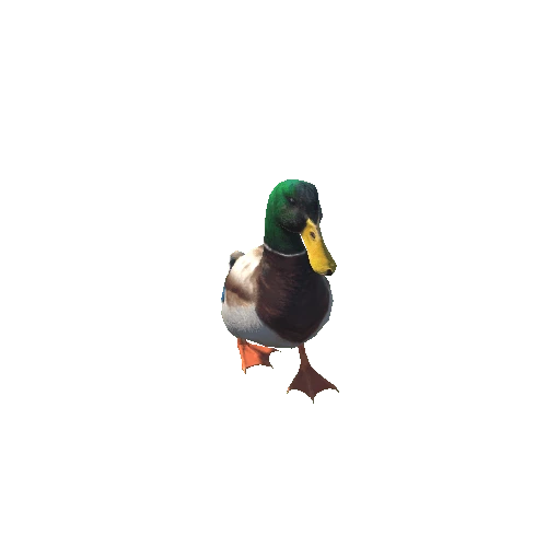 duck@walkright