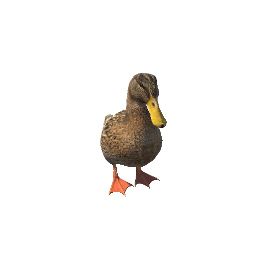 duck@turnleft