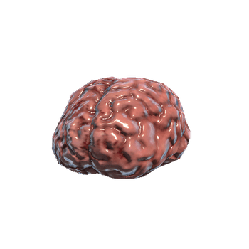 ineer_organs_brains
