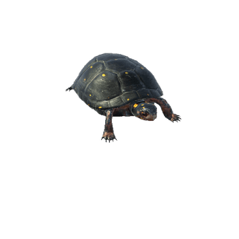 Spotted-turtle