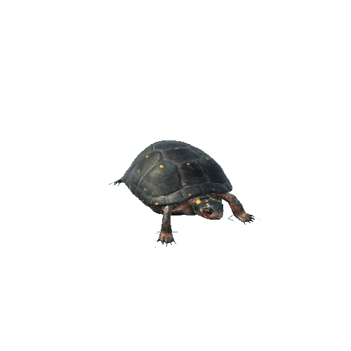 spotted-turtle@idletohide