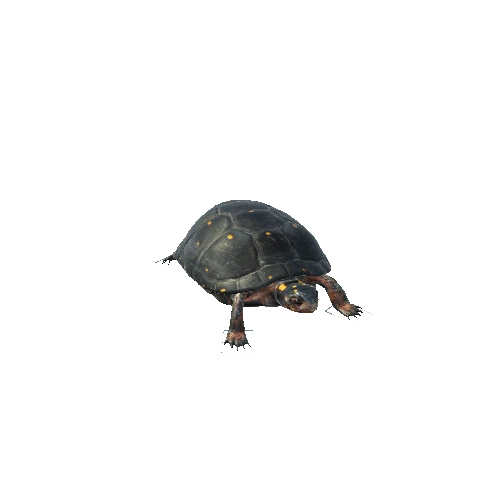 spotted-turtle@lookleft