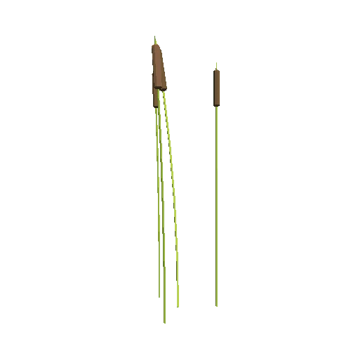 NHP_Reedmace_LP_A1_H140cm_01