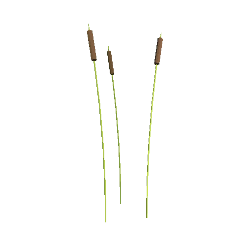 NHP_Reedmace_LP_A1_H140cm_02