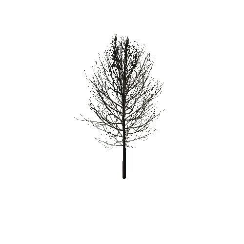 Medium_Tree_2B1