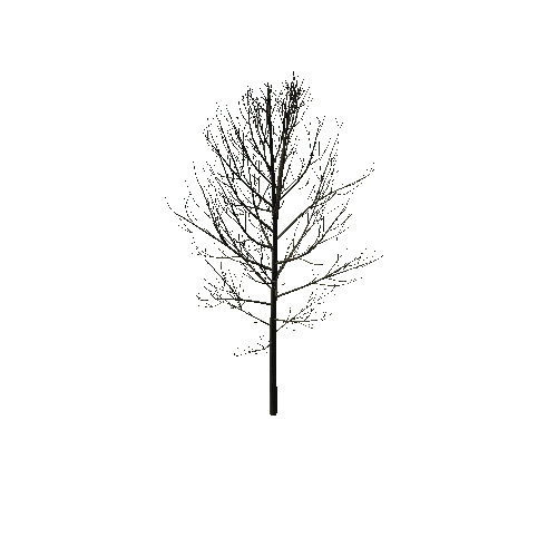 Small_Tree_2B2