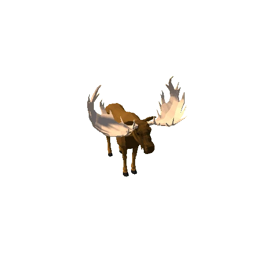 LowPoly_Moose_bull_8