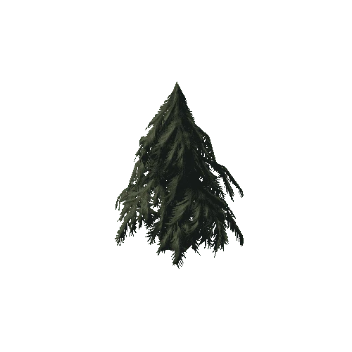 P_tdFF_Spruce_04