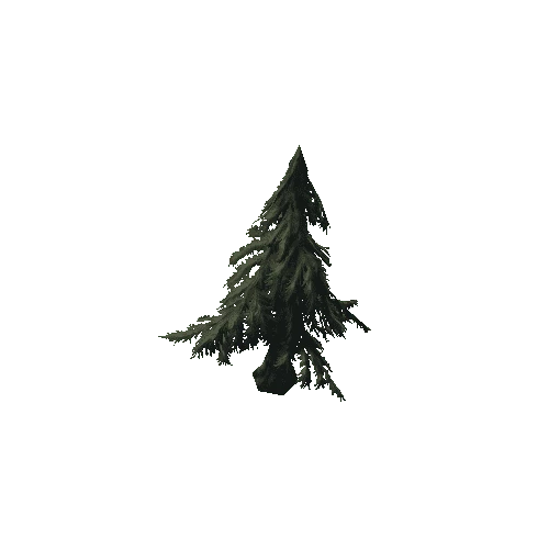 P_tdFF_Spruce_06