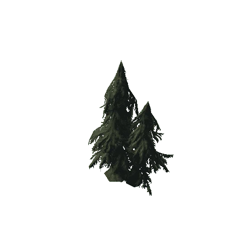 P_tdFF_Spruce_07