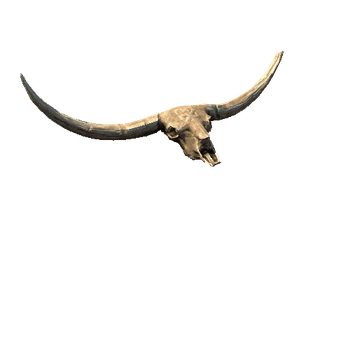 BisonSkull