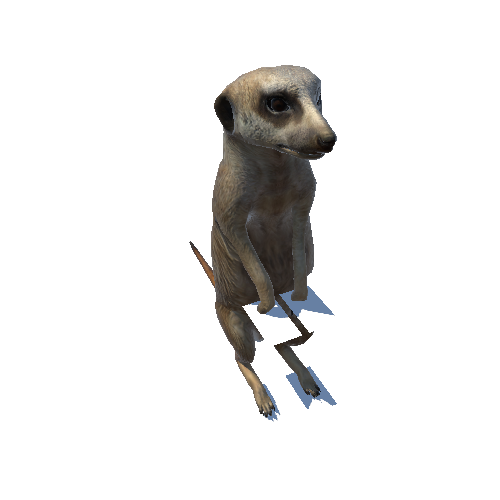meerkat@sittolookright Meerkat Animated
