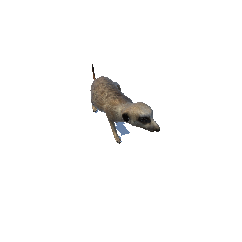 meerkat@sneakleft Meerkat Animated