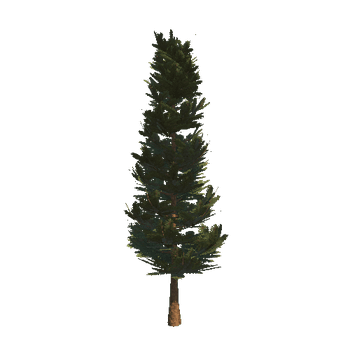 Pine_06