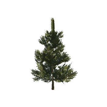 Pine_07