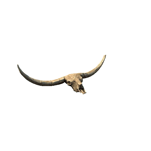 BisonSkull